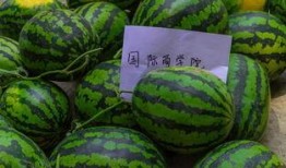 崔布局吃瓜免费,揭秘娱乐圈幕后真相，免费畅享娱乐盛宴