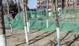 爆料保定小树林视频播放,揭秘背后真相与网络舆论风暴