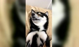 冷山 在线观看,穿越战火的爱情史诗在线观看
