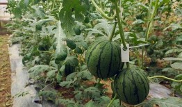 五一假期免费吃瓜,免费畅享瓜果盛宴！