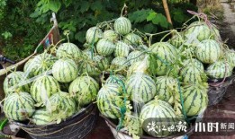 武都吃瓜网红是谁啊视频,武都吃瓜网红是谁？视频带你一探究竟