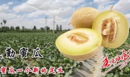 网红吃民勤蜜瓜视频,甜蜜滋味引网友热议
