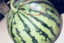 网红吃瓜排行榜最新