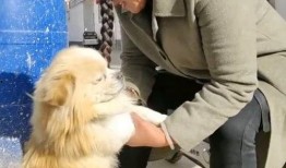 狗嫂爆料吴迪视频,事件真相引发热议