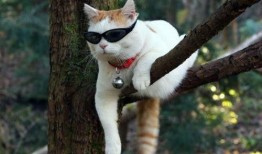 邹佳爆料猫老板视频