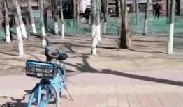 爆料保定小树林视频播放,揭秘背后真相与网络舆论风暴