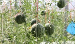 南充吃瓜爆料事件视频最新,视频揭露惊人内幕，真相令人震惊！