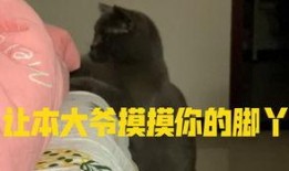 娱乐吃瓜小猫咪,揭秘娱乐圈那些事儿