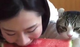 娱乐吃瓜小猫咪,揭秘娱乐圈那些事儿