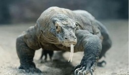 印度巨蜥爆料新闻,揭秘神秘生物的生存现状与挑战