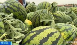 网红向然的吃瓜群,幕后故事大揭秘