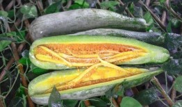 网红向然的吃瓜群,幕后故事大揭秘