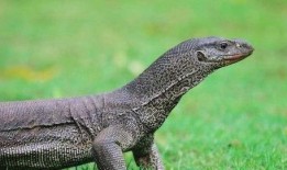 印度巨蜥爆料新闻,揭秘神秘生物的生存现状与挑战