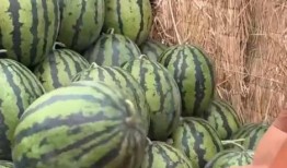 网红向然的吃瓜群,幕后故事大揭秘