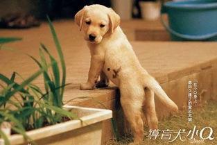 吃瓜娱乐赵小瞒导盲犬,吃瓜娱乐中的温暖瞬间