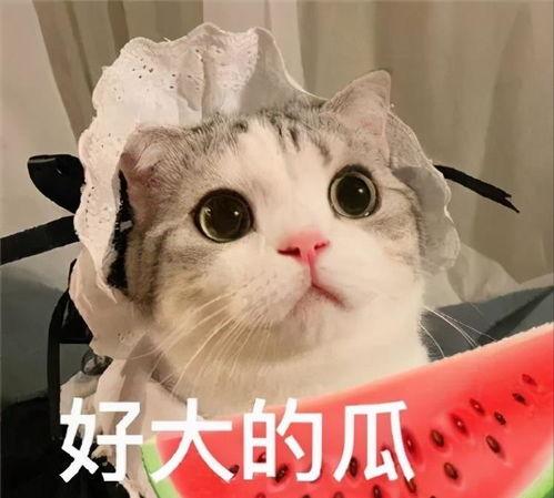 吃瓜娱乐的喵哥是谁呀,吃瓜娱乐界的神秘喵星人